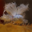 Plant jumper moulting .